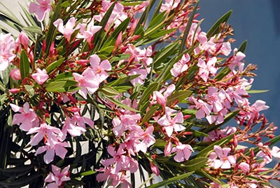 le laurier rose, jolie fleur du bassin méditerranéen